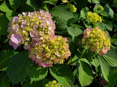 あじさい Hydrangeas あじさい Hydrangeas の写真