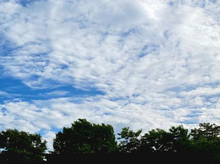 夏空 うろこ雲と木々 夏空 うろこ雲と木々 の写真