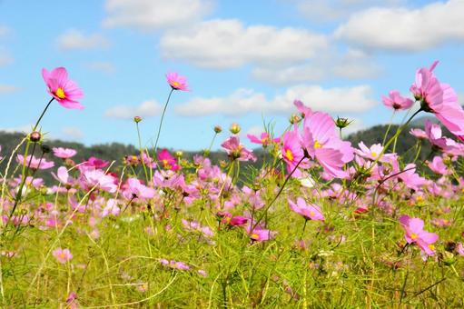 秋桜　青空 秋桜,花,秋の写真素材