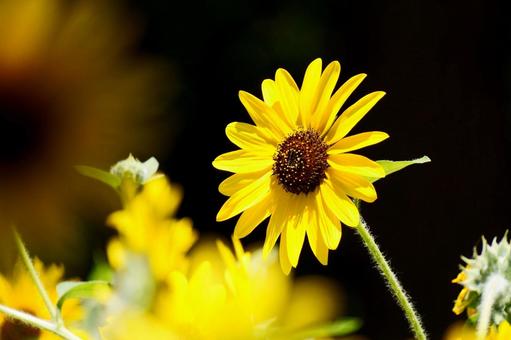 ヒマワリ ヒマワリ,花,黄色の写真素材