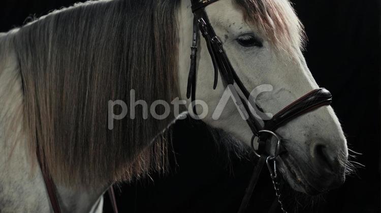 美しい白馬の横顔　鼻先 馬,馬の顔,アップの写真素材
