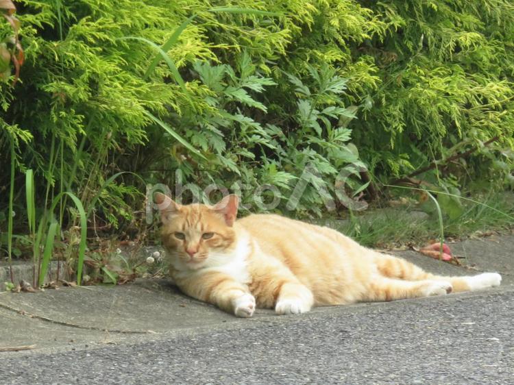 日向ぼっこ中の野良猫 猫,ネコ,茶トラ猫の写真素材