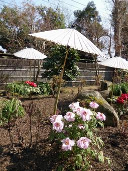 鎌倉の鶴岡八幡宮・春のぼたん園その4 鎌倉の鶴岡八幡宮・春のぼたん園その4 鶴岡八幡宮,ぼたん,花の写真素材