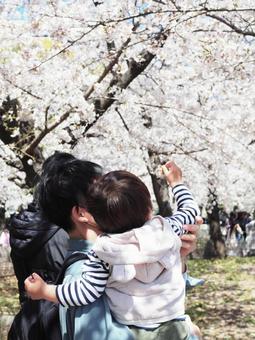 花見する親子 花見する親子 親子,父親,子供の写真素材