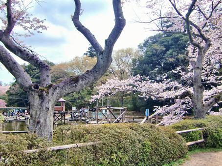 清水公園の桜-86 清水公園の桜-86の写真