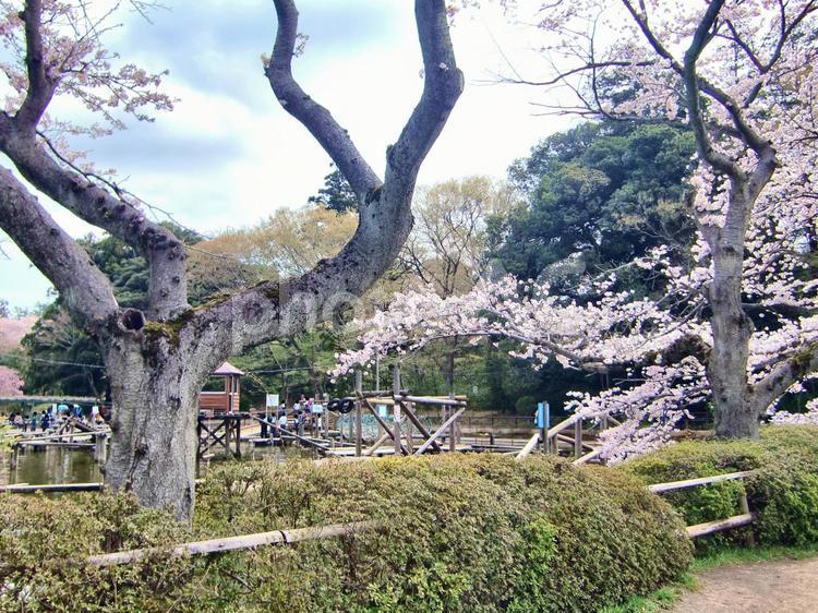 清水公園の桜-86 清水公園,千葉県野田市,桜の木の写真素材