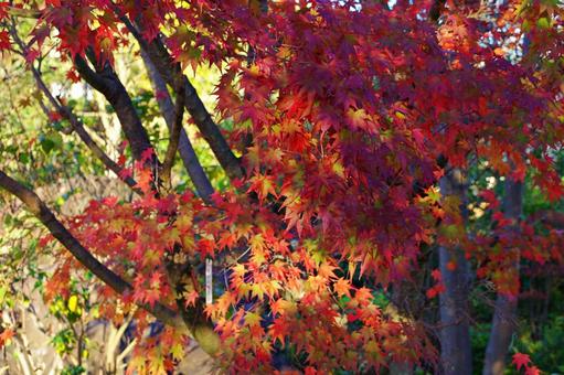 陽射しの中のイロハモミジ イロハモミジ,紅葉,葉の写真素材