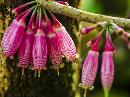 幹に咲くピンクの筒花 幹に咲くピンクの筒花 花,ピンク,筒状の写真素材