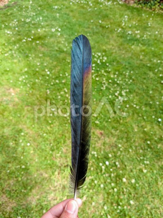 カササギの尾羽 カササギ,羽,鳥の写真素材