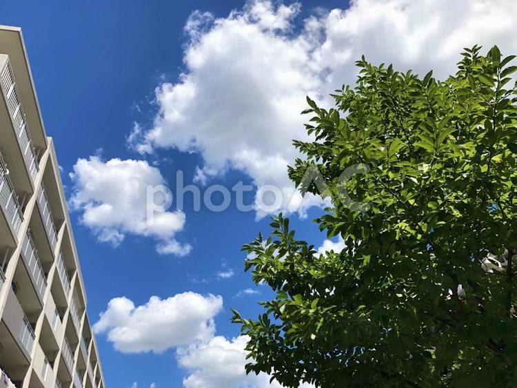 青空と木とマンション 青空,マンション,住まいの写真素材