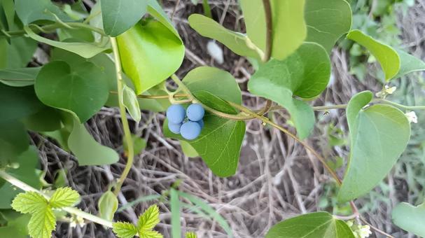 たぶん山ぶどう?の実と花 たぶん山ぶどう?の実と花 花,実,秋の写真素材