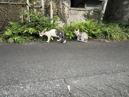 猫たち8 猫たち8の写真