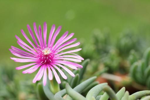 季節外れの開花一輪 植物,花,マツバギクの写真素材