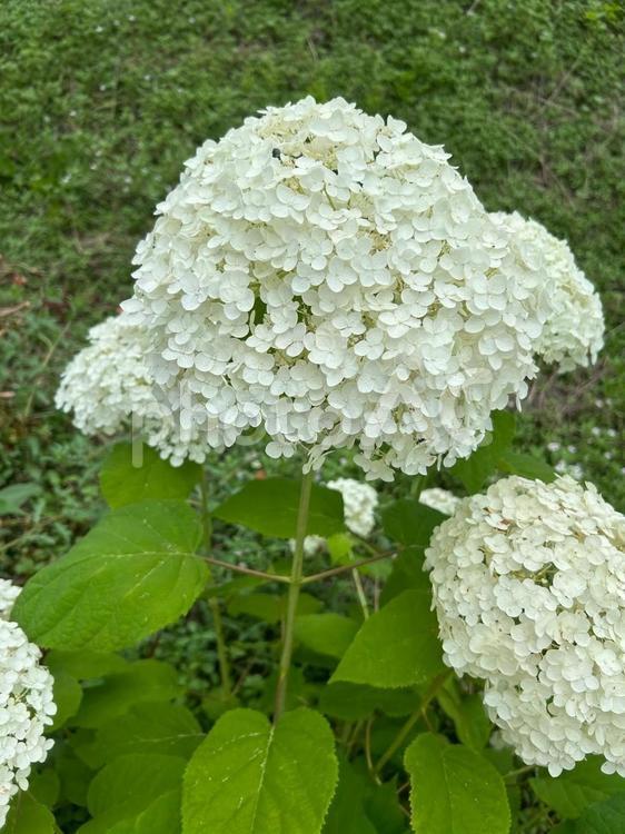 アジサイ「アナベル」 アジサイ,紫陽花,花の写真素材