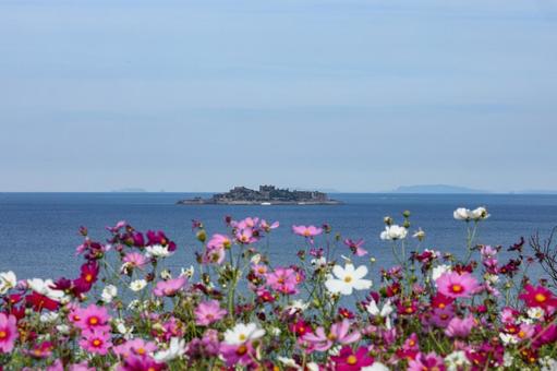 軍艦島（端島）展望所のコスモス コスモス,秋桜,コスモス園の写真素材