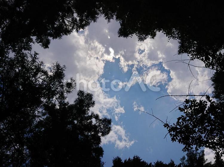 木漏れ日 木漏れ日,空,木の写真素材