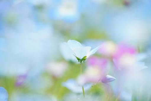 Colorful nemophila field scenery, JPG