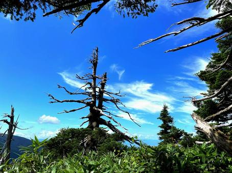 八甲田の枯れ木 八甲田の枯れ木 自然,ハイキング,風景の写真素材