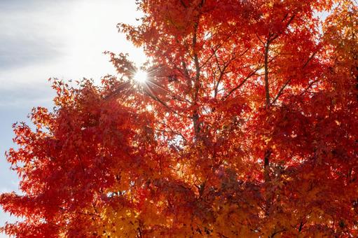 真っ赤なもみじの葉から漏れる太陽 真っ赤なもみじの葉から漏れる太陽の写真