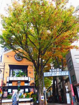 雑司ヶ谷鬼子母神の大門のケヤキ並木 雑司ヶ谷,鬼子母神,ケヤキ並木の写真素材