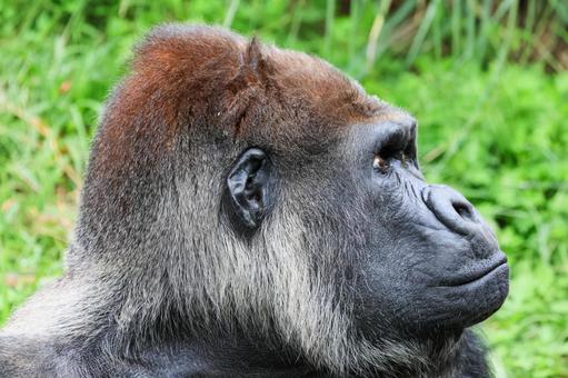 ニシゴリラ ニシゴリラ ニシゴリラ,ニシローランドゴリラ,アフリカの写真素材