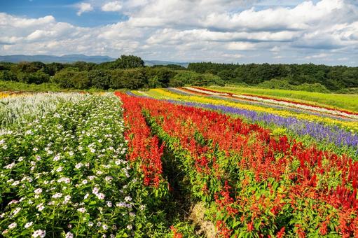 丘の風景ー秋⑿ 丘の風景ー秋⑿の写真