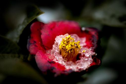＜素材＞雪の日のヤブツバキの花の写真