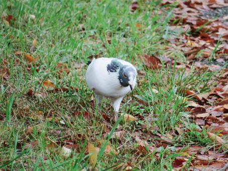 カワラバト カワラバトの写真