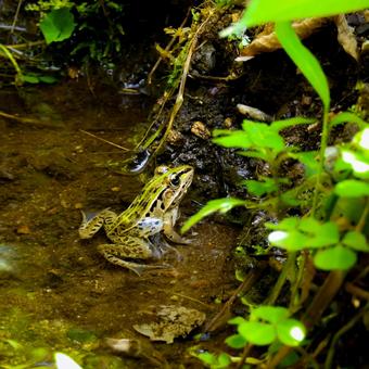 トノサマガエル トノサマガエルの写真
