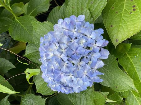 紫陽花 紫陽花の写真