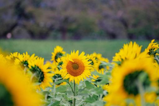 10月のひまわり　舟川べりの写真