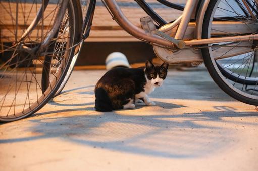 Photo, be frightened, stray cat, black cat, 