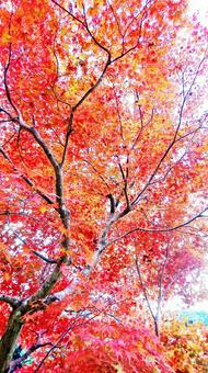 紅葉32 紅葉32の写真