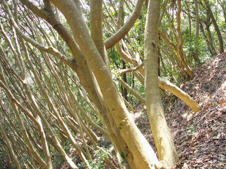 照葉樹 マテバシイの幹 照葉樹,マテバシイ,常緑広葉樹の写真素材