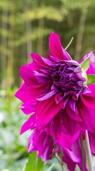 豪華な紫色のダリア ダリア,天竺牡丹,花の写真素材