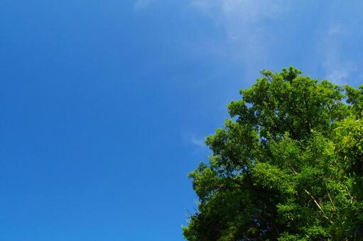 青空と木 青空,空,木の写真素材