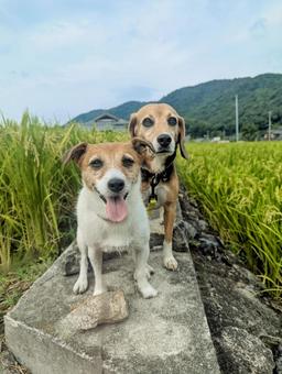 周りは稲穂だらけ♬ 周りは稲穂だらけ♬ 犬,ビーグル,ジャックラッセルテリアの写真素材