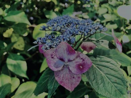 紫陽花, 紫陽花,の写真