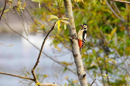 アカゲラ⑸ 鳥,アカゲラ,キツツキの写真素材