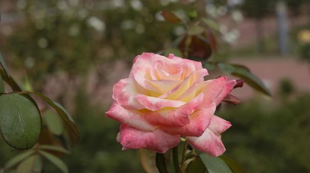 【花の写真】ばらの花 【花の写真】ばらの花 rose,植物,園芸の写真素材