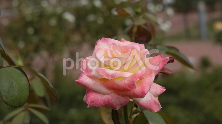 【花の写真】ばらの花 rose,植物,園芸の写真素材