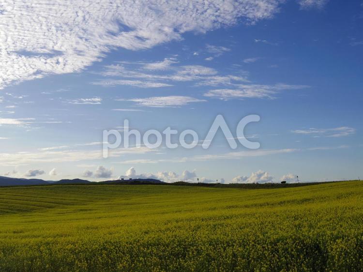 草原とうろこ雲 雲,空,青空の写真素材