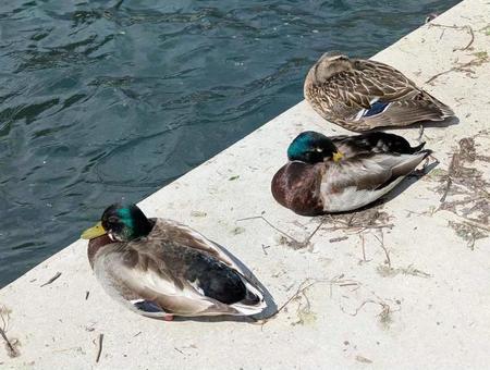 羽を休める3匹の鳥 羽を休める3匹の鳥の写真