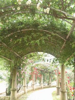 ばらの回廊 ばらの回廊 ハイジの村,ばら,薔薇の写真素材