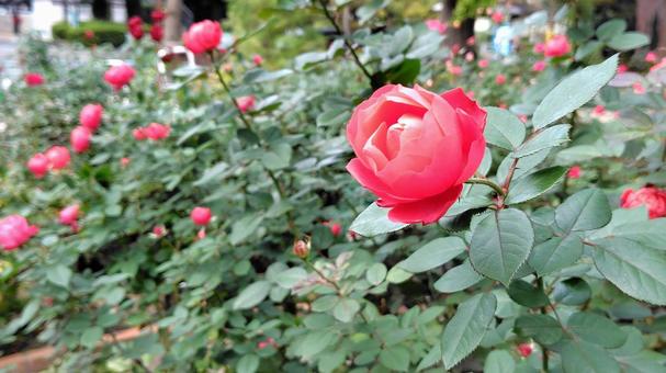 赤い薔薇 薔薇,バラ,ローズの写真素材
