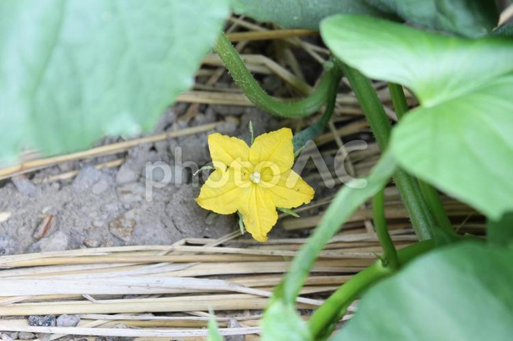 きゅうりの花 きゅうり,黄色,花の写真素材