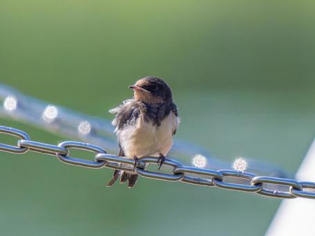 チェーンにとまるツバメ チェーンにとまるツバメ ツバメ,燕,野鳥の写真素材