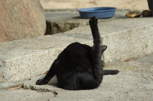 ねこ ねこ のらねこ,にゃんこ,可愛いの写真素材