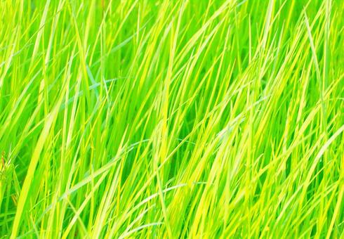Photo, grass, green, natural, 