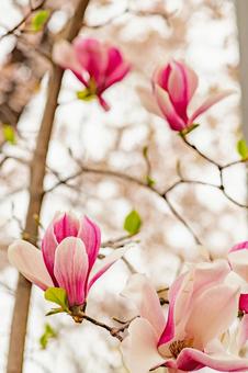 Photo, magnolia, flower, spring, 